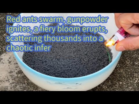 Red ants swarm, gunpowder ignites, a fiery bloom erupts, scattering thousands into a chaotic infer