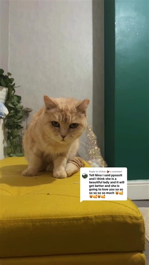 Replying to @Vickie 💃 message delivered & Miss Nina heard you loud and clear 🥰🤍 she’s a happy girl after she has had her dreamies 🙈