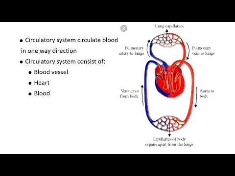 Transport in Animals IGCSE - Single and Double Circulation