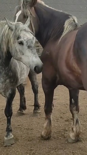 28K views · 114 reactions | Stallion spins around the mares 2023 । Beautiful Horse | The Horses | Facebook