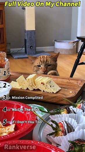 Funny Cat Fails 🙀😂 #cat #ranking #funny