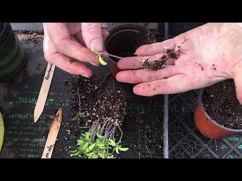 HOW TO TRANSPLANT TOMATO SEEDLINGS INTO POTS