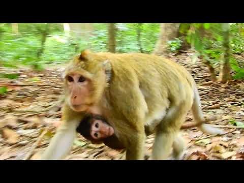 Cute Baby Monkey