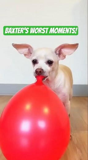 Baxter Blows Up HUGE! 😳 Funny Inflation Compilation! #funnydogs #viralshorts #fyp #pets
