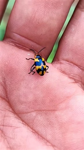 Asian beetles you've never seen #anyuniqueanimals #beetle#insects#beautifulinsects #nature#wildlife