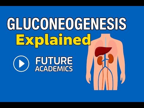 GLUCONEOGENESIS: Synthesis and supply of glucose in starvation