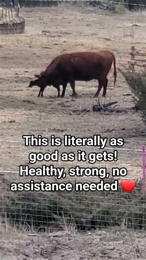 First moments of Reba with her brand new heifer calf 💕