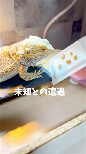 フトアゴヒゲトカゲ 未知との遭遇#納豆 #爬虫類 #ペット #チャレンジ