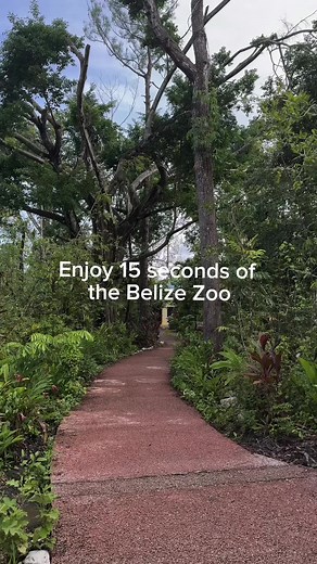 The Belize Zoo is open this weekend! Come visit the animals of Belize in their native habitat. 🕚 Monday-Saturday 8:30AM-5PM, last admission 4PM. Sunday 8:30AM-4:30PM, last admission 3:30PM #fyp #parati #belizezoo #travelbelize