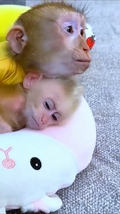 70K views · 4.6K reactions | Diem playing with monkey Kaka and baby monkey Mit looked so happy [Part 09] | Monkey TV | Facebook