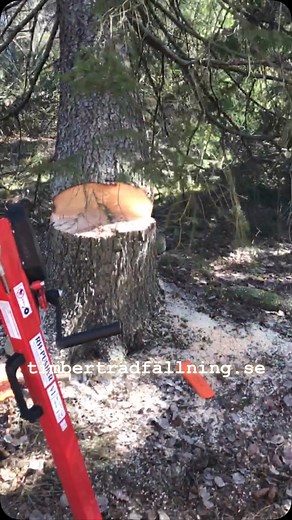 Trädfällning i Huddinge #trädfällning #treefallers #stockholm #huddinge #härligahuddinge #treework #treeworkers #phpushers #slowmotion #slowmotionvideo #trendingreels #timbertradfallning #trädgård #husqvarna #treefalling #treefelling | Timber Trädfällning