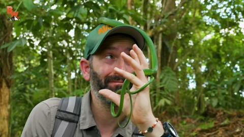Catching a venomous parrot snake