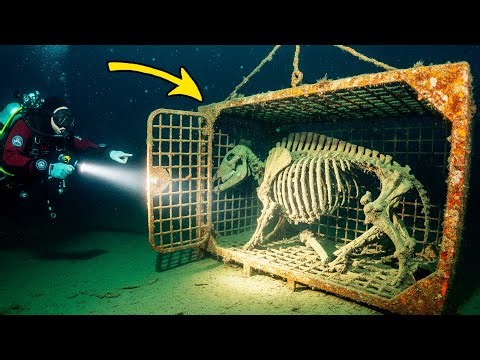 Divers Discover Sunken Livestock Vessel — Animal H