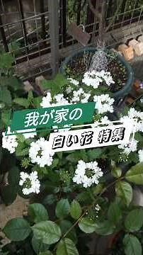 【すべて鉢】今咲いている『白い花』特集 #short