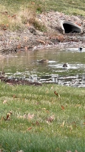 2K views · 29 reactions | Walked over the hill looking for Muskrat sign and saw the Sandhills Cranes and Ducks enjoying the open water! | Walkers Wildlife Control | Facebook