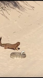 35K views · 684 reactions | Mongoose vs snake #snake #mongoose #wildlife | Agricultural Activities | Facebook