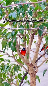 2.3K views · 75 reactions | Stop scrolling and enjoy the sights and sounds of the National Aviary ✨ | National Aviary | Facebook