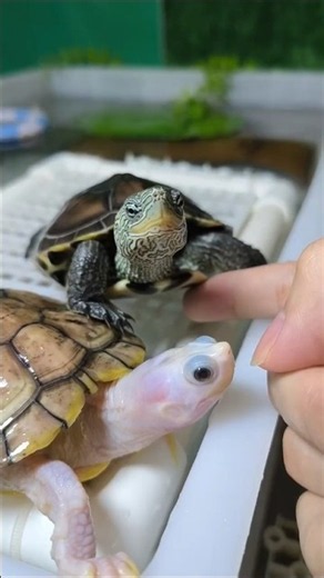 Show off your pet turtle! Whose little turtle is so cute?!🐢🐢🐢 #turtle #pet
