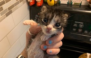 Urine Scald — Kitten Lady