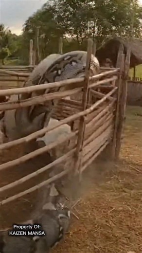 Kaizen Mansa | Mengejar Kambing Di Dalam Kandang 😯 #snake #sora #wrestling #basketball #ballet #highschoolsports... | Instagram