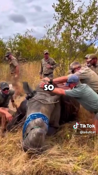 Conservation Lessons: Cutting Rhino Horns Explained