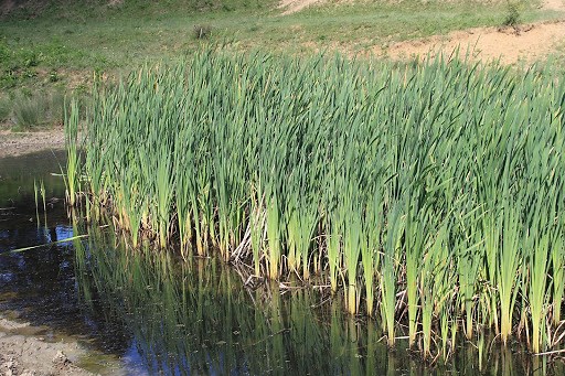 Ensuring Fish Safety While Controlling Aquatic Vegetation with Herbicides