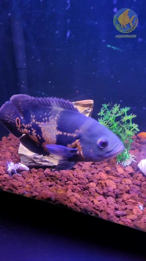 16K views · 121 reactions | New Tank Mates Ready for Grabs!  #aquashop #fishforgrabs #oscarfish #silverarowana #cichlids #catfish #pleco #albinopleco #fishkeeping | AquaFranz | Facebook