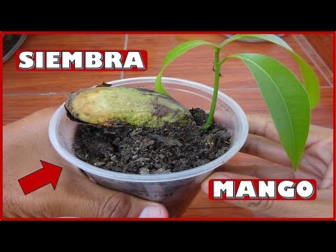APRENDE A SEMBRAR SEMILLAS DE MANGO: GERMINACIÓN Y CRECIMIENTO