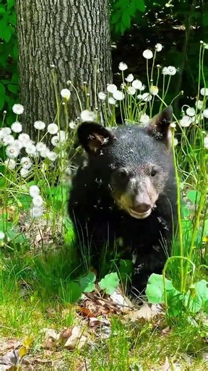 Baby Bear – Cute & Adorable Little Bear