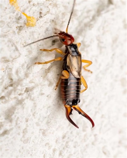Help! My 8-year-old was bitten by this strange bug, and I’m really worried. My sister-in-law nearby has seen similar ones. Any idea what it is?. Full article 👇 💬 | Striving for Greater