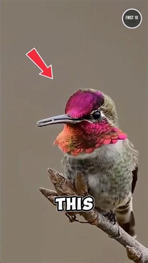 This Bird Moves Like a Living Machine ⚡