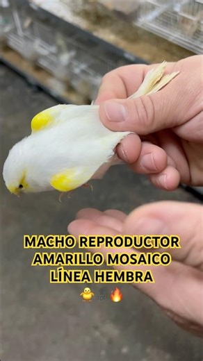 🔝🔥🐥MACHO REPRODUCTOR AMARILLO MOSAICO LH - Aviario Emilio Cano 🔥🐥 #aves #birds #canario #pets