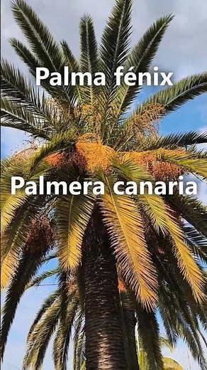 Canary Island Date Palm (Phoenix canariensis) #plants #garden #fruits #agriculture #nature #botany