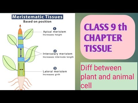 Chapter Tissue Topic:- diff between plant and animal cell and types of meristematic tissue Part 1