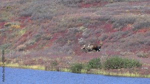 Bull Alaska Yukon Moose in Autumn in Denali National Park Alaska