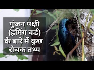 Hummingbird guide: species facts and where to see