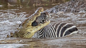 Deadly croc gets baby Zebra in headlock before dragging it to a watery grave