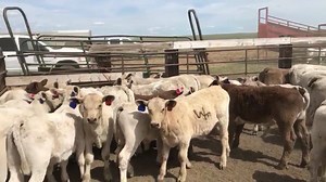1.6K views · 97 reactions | Nice set of calves. Thank you for the video Wellman Family! Video: Calves at the Wellman Ranch | DeBruycker Charolais | Facebook