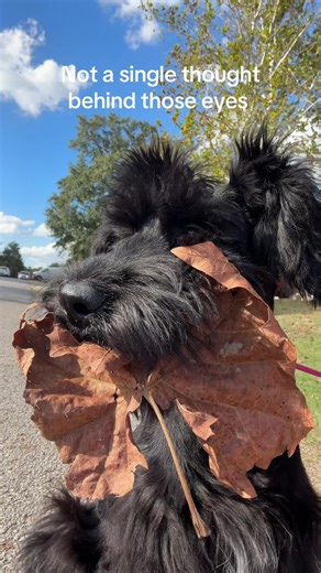 Understanding the Goofy Behavior of Giant Schnauzers