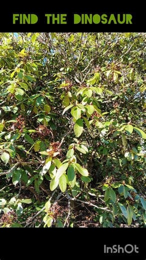 EYE TEST - find in the picture - PERCEPTION TEST