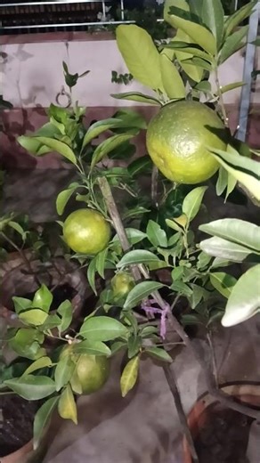 How To Grow & Care For A Malta Lemon Plant ⁉️