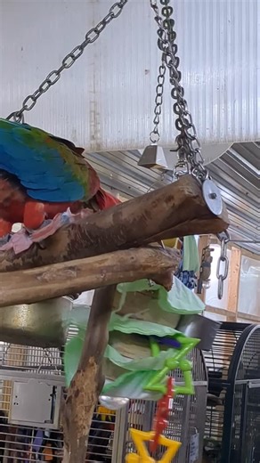 New toy time means lots to keep us busy! Rocky demonstrates his ultra paper shredding skillz with this Expandable Habitats refillable skewer, made by volunteer Grayson. Coffee filters dyed in parrot safe dye by yours truly 🎉 #parrotrescue #parrots #macaw #expandablehabitats | Iowa Parrot Rescue