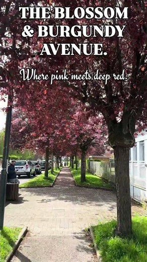 Relaxing Nature Walk Under Cherry Blossoms🌸|Spring Vibes 4K #cherryblossom#springvibes#relaxingvideo