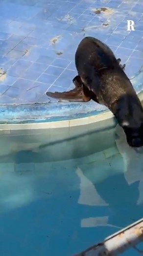 Trovato in condizioni precarie all’interno di un veicolo parcheggiato in un’azienda, si presume legata ad attività circensi, il leone marino Saylor era stato sequestrato da carabinieri forestali del Reparto operativo del raggruppamento Cites, con il supporto del Nipaaf e del Nucleo Cites di Verona. “Qui non gli faremo mancare spazi, attenzione e benessere”, spiega Fiorella Saggese, direttrice scientifica dello zoo di Napoli, dove ora Saylor può iniziare una nuova vita. di Pasquale Raicaldo video