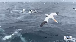 18K views · 1.1K reactions | Our Ultimate Shetland group enjoyed a magnificent trip to the Noss seabird colonies early this morning. Here's two minutes of real-time and slo-mo iPhone Gannet action filmed by Hugh. Thanks to our friends from The Mousa Boat for getting us out there. | Shetland Wildlife | Facebook