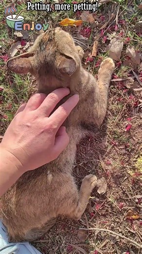 Petting, more petting!,#kitten,#kitty,#cat,#pet,#animal,#life,#travel,#city