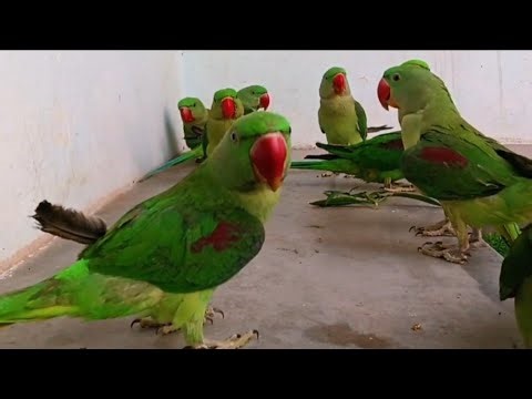 Talking green parrot | cute parrot moments| parrot sound |‪@ParrotMedia‬