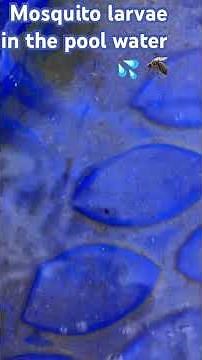 Mosquito larvae swimming in the pool water 💦 🦟