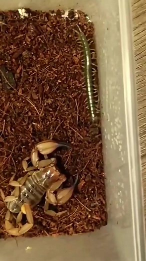 Lunch time #insects #foryou #centipede | Insects wars