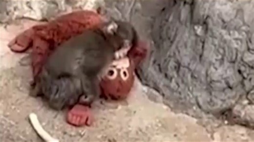 Punch, the monkey who went viral for having a pet monkey to comfort him, makes a new friend